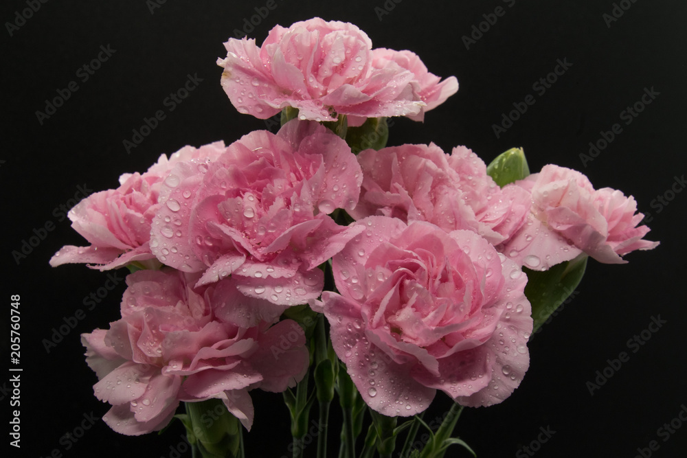 Pink carnations isolated on black background Pink carnations isolated on black background