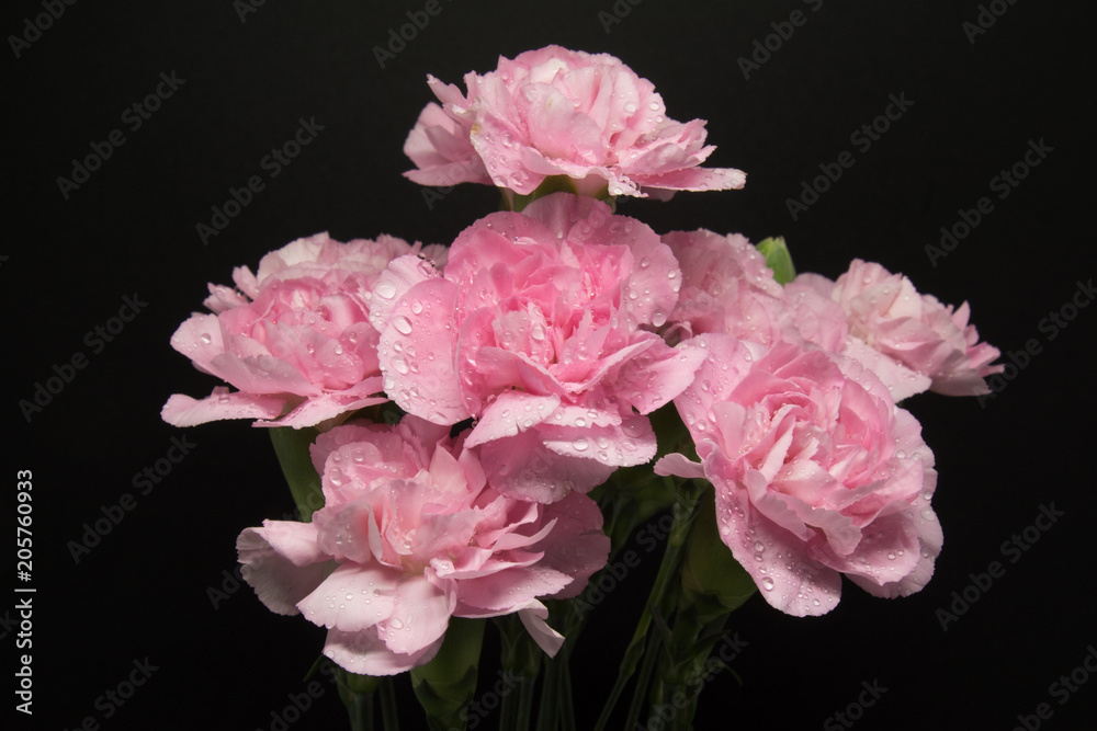 Pink carnations isolated on black background