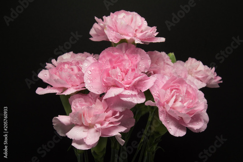 Fototapeta Naklejka Na Ścianę i Meble -  Pink carnations isolated on black background