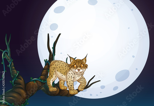 A Wild Cat at Dark Night