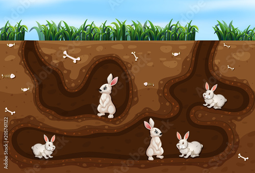 Rabbit Family Living in the Hole