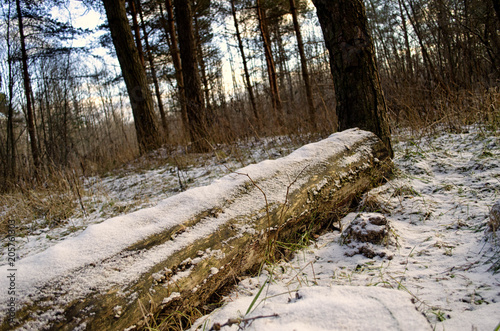 log covered with snow in the forest