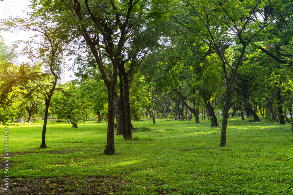 Image of green garden background in the park Image of green garden background in the park