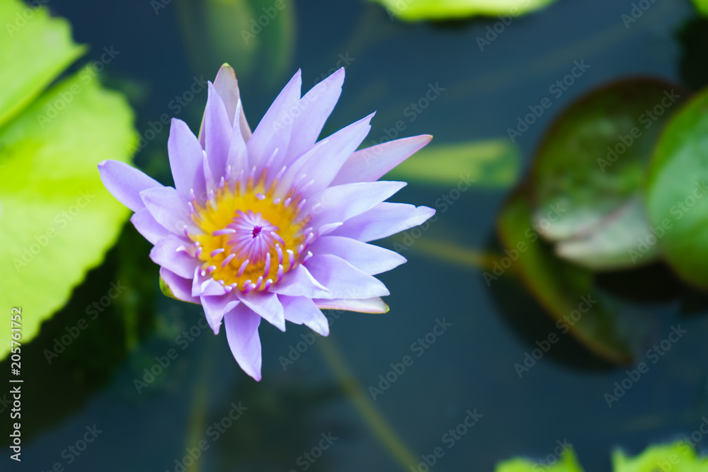 the purple lotus beautiful and leaf green on outdoor park at asia. the purple lotus beautiful and leaf green on outdoor park at asia.