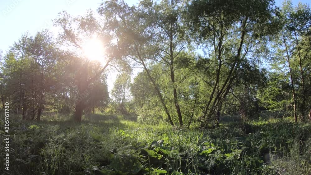 Fahraufnahme durch Auwald am Mainufer, Gimbal, Uferbewuchs, Naturerlebnis, Bayern, 4K Fahraufnahme durch Auwald am Mainufer, Gimbal, Uferbewuchs, Naturerlebnis, Bayern, 4K