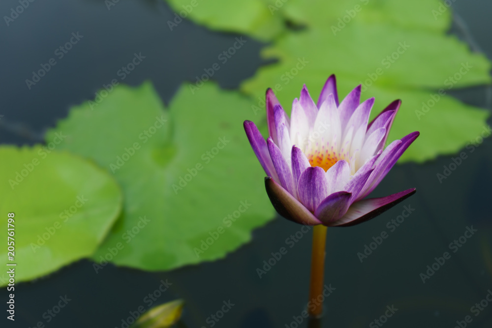 the purple white lotus beautiful and leaf green on outdoor park at asia. the purple white lotus beautiful and leaf green on outdoor park at asia.