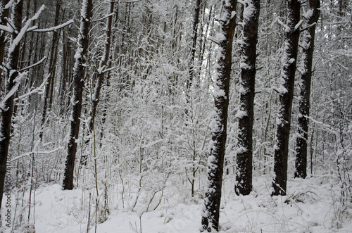 in a snow-covered forest in winter