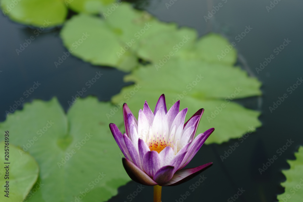 the purple white lotus beautiful and leaf green on outdoor park at asia. the purple white lotus beautiful and leaf green on outdoor park at asia.