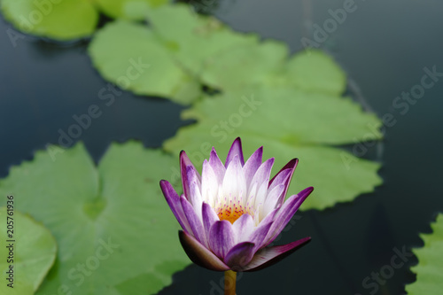 the purple white lotus beautiful and leaf green  on outdoor park at asia.