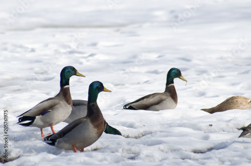 Mallards in the Snow January 2018