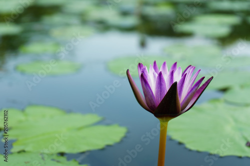the purple white lotus beautiful and leaf green on outdoor park at asia.