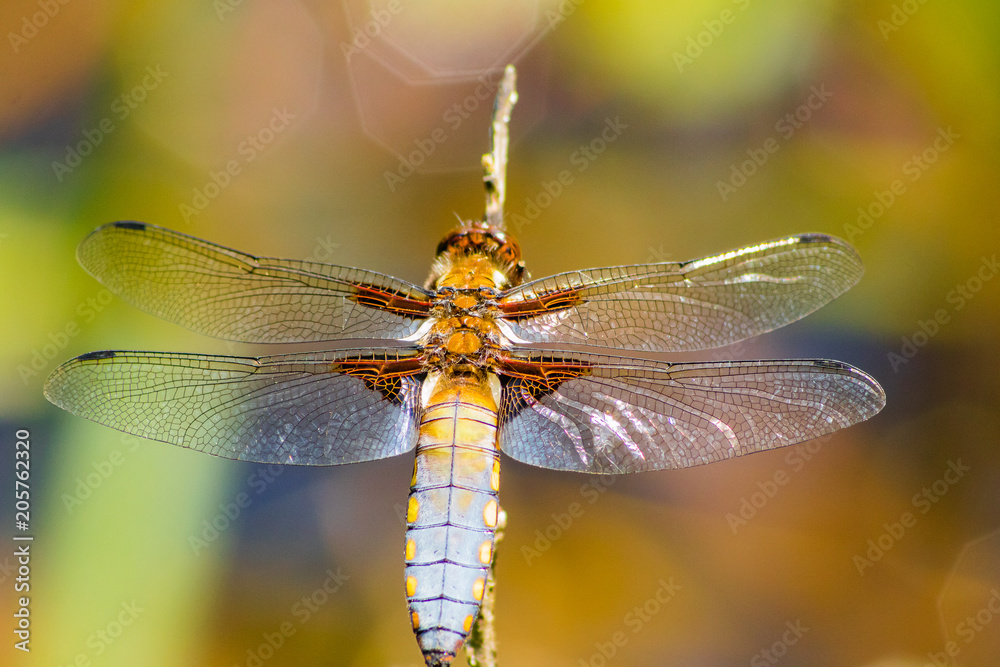 Broad-bodied Chaser - Libellula depressa Broad-bodied Chaser - Libellula depressa
