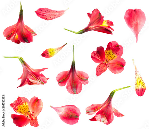 Alstroemeria lily red flower isolated set on white background