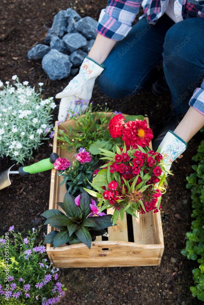 Unrecognizable female gardener holding crate full of beautiful flowers ready to be planted. Gardening concept. Garden Landscaping small business start up.