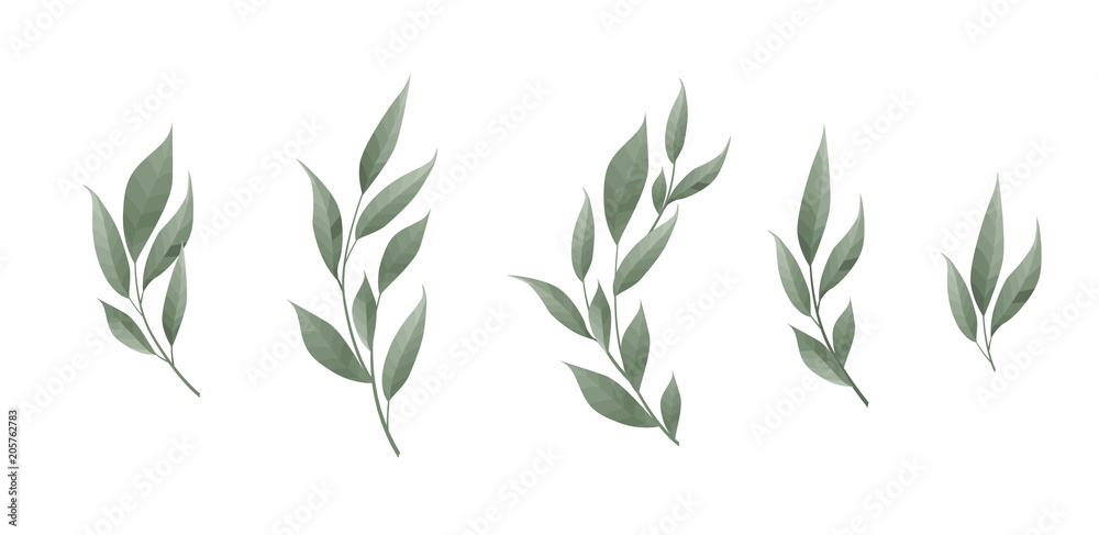 Vector set. Bay leaf. Green leaves on white background. Vector illustration.