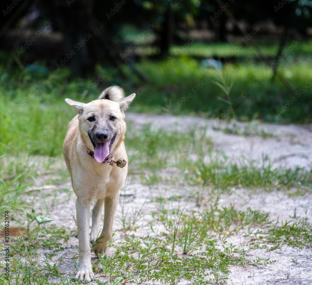 lovely dog are happy