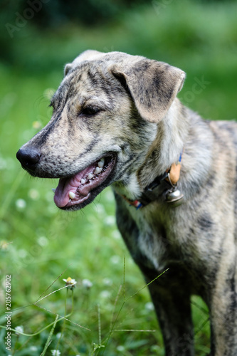 lovely dog are happy