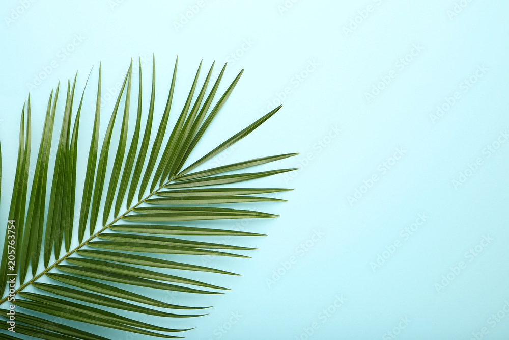 Green palm leaf on blue background