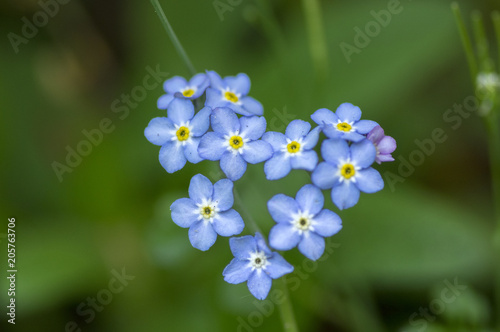 Pale blue myosotis sylvatica in bloom, group of small tiny flowering flowers photo