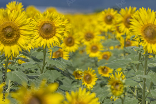 Sunflower field