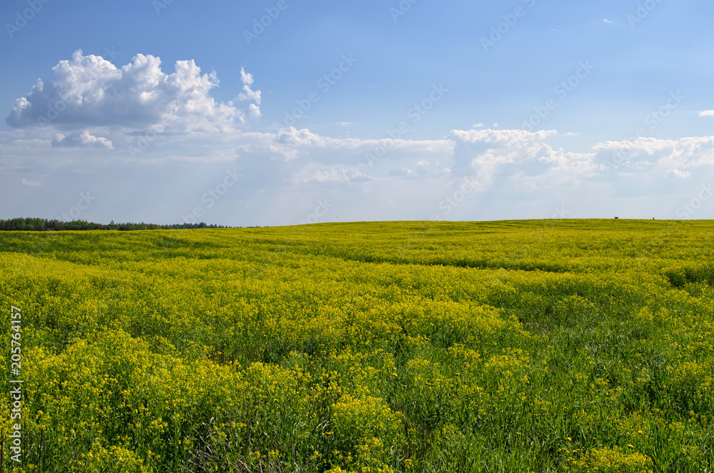 Fototapeta premium field of yellow dandelions