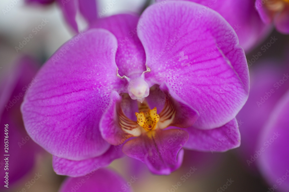 Orchid flower in garden at winter or spring day for postcard beauty and agriculture idea concept design. Phalaenopsis orchid. Orchid flower in garden at winter or spring day for postcard beauty and agriculture idea concept design. Phalaenopsis orchid.