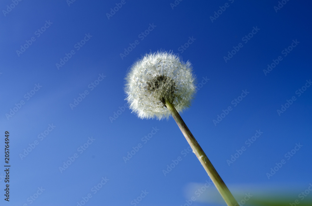 white dandelions