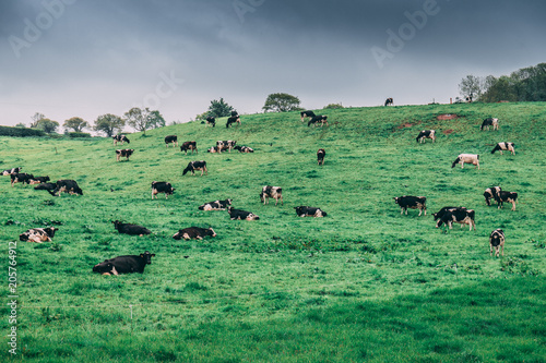 Irish countryside with cows in a pasture on a cloudy day