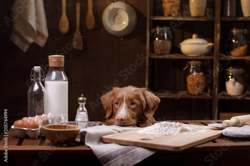 A redheaded dog is cooking in the kitchen. A pet cook. Nova Scotia Duck Tolling Retriever, Toller © annaav