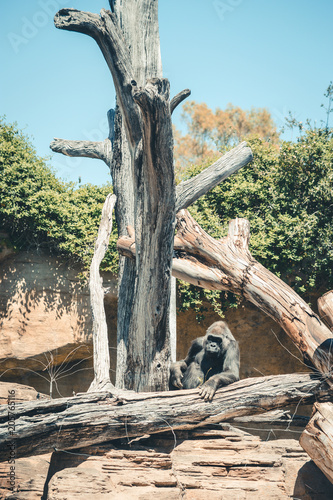 Gorilla relaxing