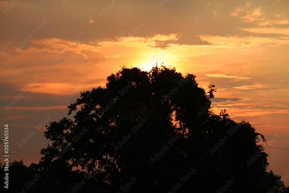 Tree silhouette with light sunset