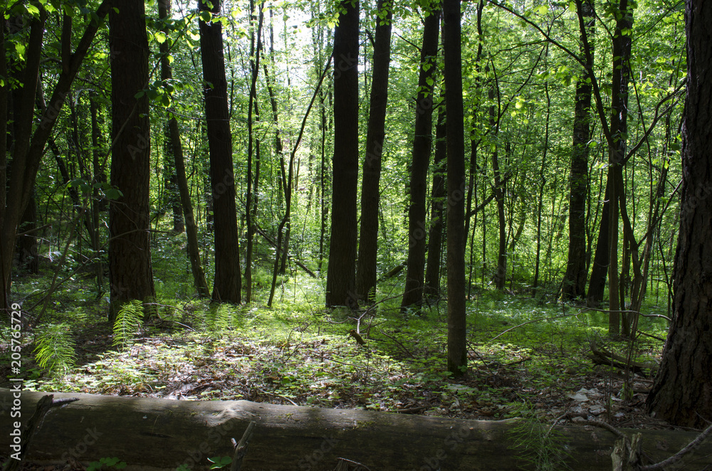 Obraz premium in the woods in the summer