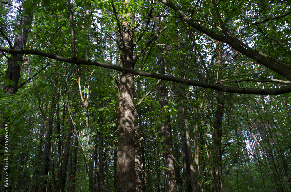 Fototapeta premium in the woods in the summer