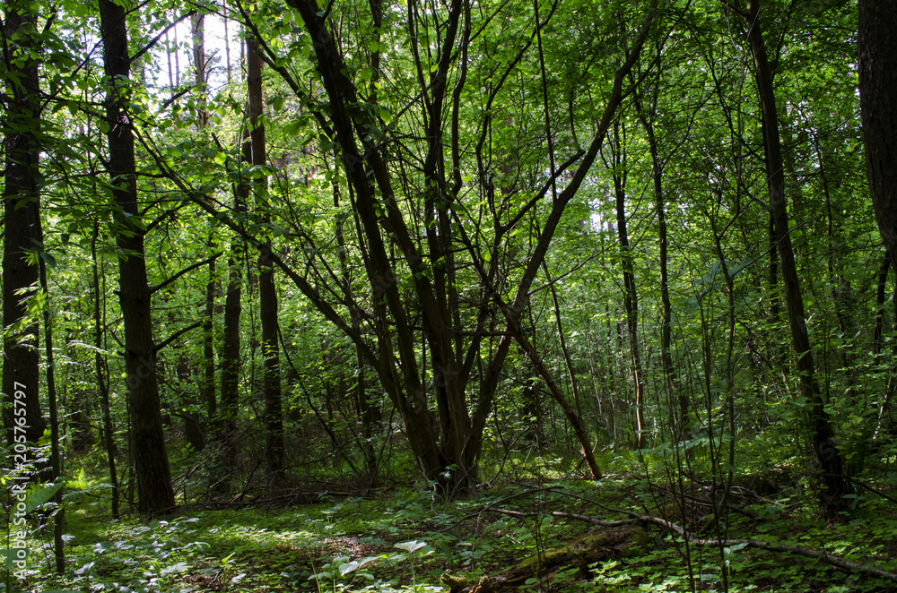 Fototapeta premium in the woods in the summer