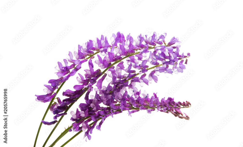 Fototapeta premium lilac meadow flower