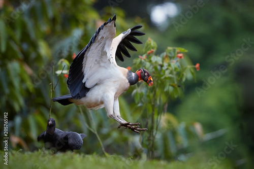 Flying King Vulture, Sarcoramphus papa, largest of the New World vultures. Bird with outstretched wings, landing next to carcass. Wildlife photo, Costa Rica, Central America. photo