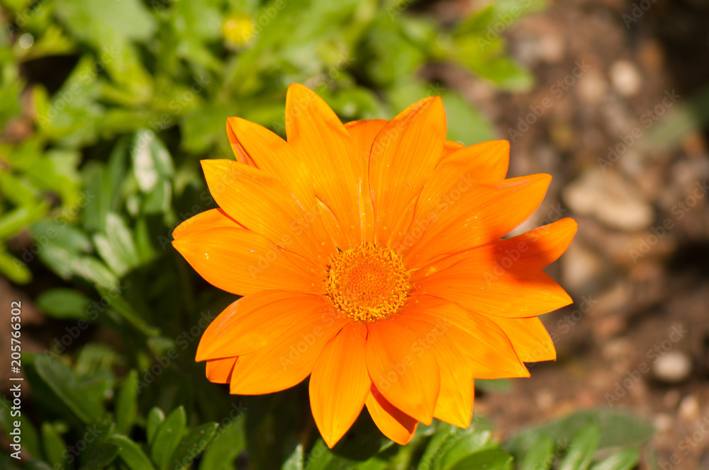 Gazania flowers Gazania flowers