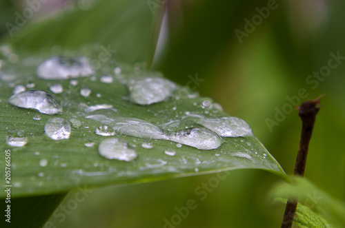 lilies of the valley and leaves after rain in the forest