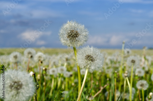 white dandelions in the field