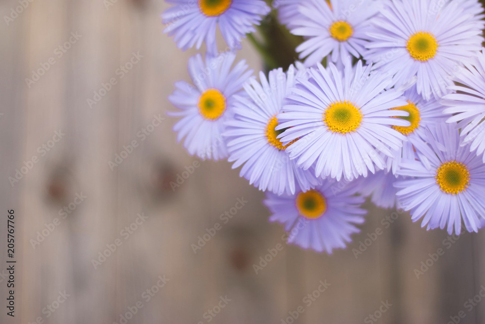 Obraz premium Violet Purple Daisy Chrysanthemum Chamomile Bouquet Rustic Wooden background Copy Space