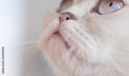 A blue cat eyes close up. White cat with a pink nose. Portrait photo, White cat face.