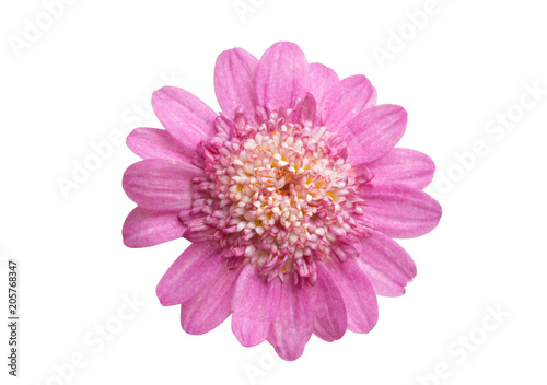 pink daisy isolated