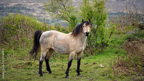 Fototapeta Naklejka Na Ścianę i Meble -  Stolzes Connemara Pony.
