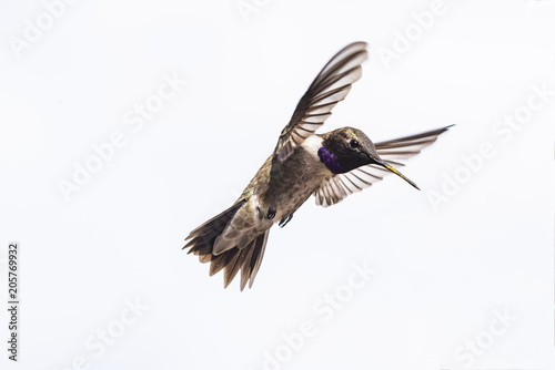 Black-Chinned Hummingbird (Archilochus Alexandria) in Flight