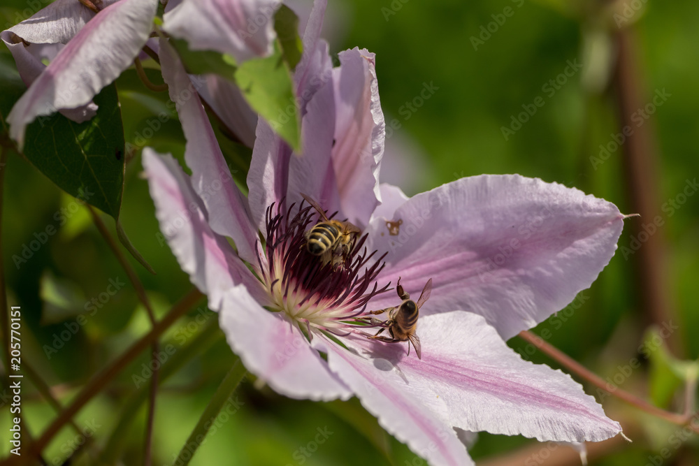 Bees collect pollen and nectar on flowers Bees collect pollen and nectar on flowers