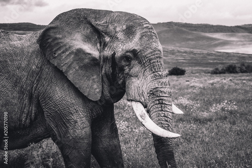Contemplating African Elephant