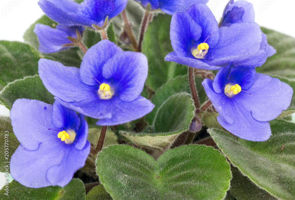 Blue violet close-up