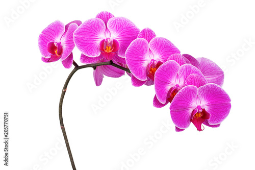 Fototapeta Naklejka Na Ścianę i Meble -  Branch purple Orchid