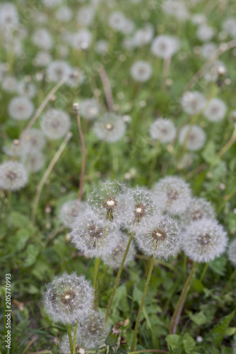 Fototapeta Naklejka Na Ścianę i Meble -  dandelion close-up at sunset