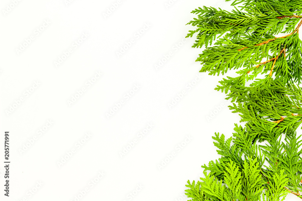 Frame or background with juniper for image editing, image design. Juniper branch on white background top view copy space Frame or background with juniper for image editing, image design. Juniper branch on white background top view copy space